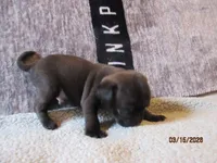 Coco, a male Pug for sale in Huguenot, NY – Photo 10 of 10