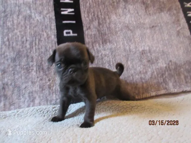 Coco – Pug puppy for sale in Huguenot, NY