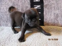 Coco, a male Pug for sale in Huguenot, NY – Photo 7 of 10
