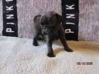 Coco, a male Pug for sale in Huguenot, NY – Photo 8 of 10