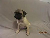 Clyde, a male Pug for sale in Huguenot, NY – 3 of 10