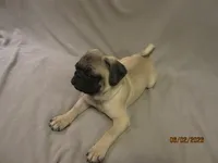 Clyde, a male Pug for sale in Huguenot, NY – 10 of 10