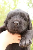 FireFly, a male Newfoundland for sale in Shermans Dale, PA – 4 of 4