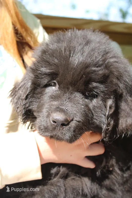 Skeeter – Newfoundland puppy for sale in Shermans Dale, PA