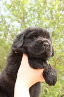 BumbleBee, a male Newfoundland for sale in Shermans Dale, PA – 3 of 3