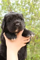 Moth, a female Newfoundland for sale in Shermans Dale, PA – 4 of 6