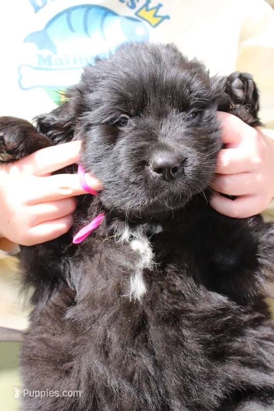 Katydid – Newfoundland puppy for sale in Shermans Dale, PA