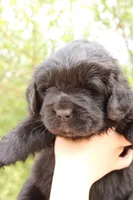 Monarch, a female Newfoundland for sale in Shermans Dale, PA – 3 of 4