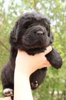 LadyBug, a female Newfoundland for sale in Shermans Dale, PA – 5 of 6