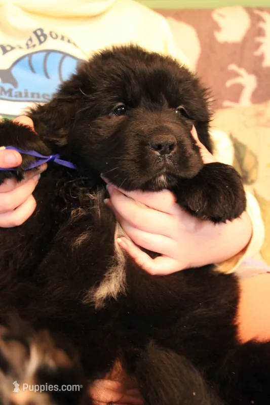 Monarch – Newfoundland puppy for sale in Shermans Dale, PA