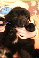 Monarch, a female Newfoundland for sale in Shermans Dale, PA – 1 of 4