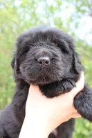 Skeeter, a male Newfoundland for sale in Shermans Dale, PA – 3 of 4