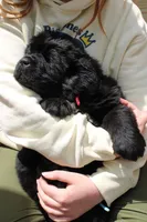 LadyBug, a female Newfoundland for sale in Shermans Dale, PA – 4 of 6