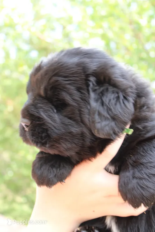 Cricket – Newfoundland puppy for sale in Shermans Dale, PA