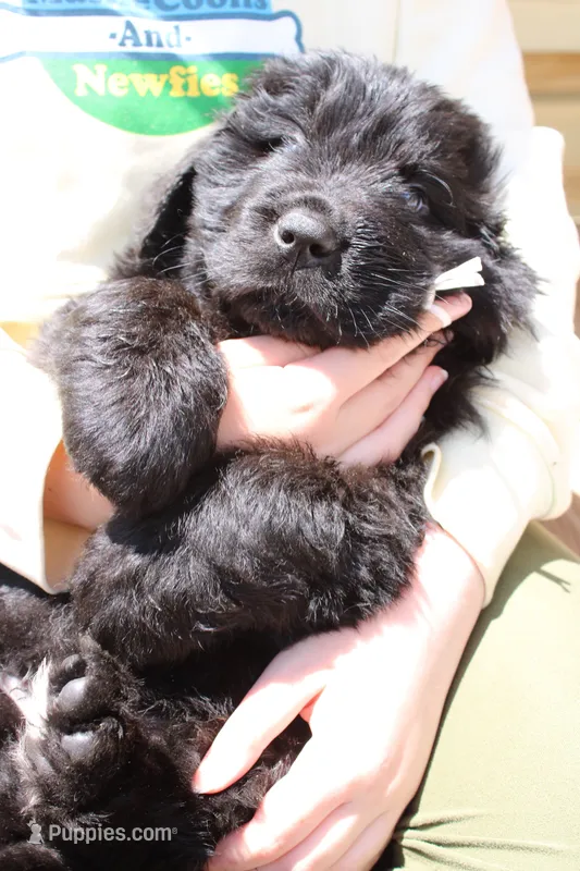 Mantis – Newfoundland puppy for sale in Shermans Dale, PA