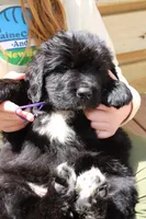 Roly Poly, a male Newfoundland for sale in Shermans Dale, PA – 2 of 3