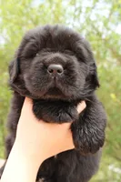 Skeeter, a male Newfoundland for sale in Shermans Dale, PA – 4 of 4