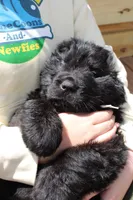 Mantis, a male Newfoundland for sale in Shermans Dale, PA – 3 of 5