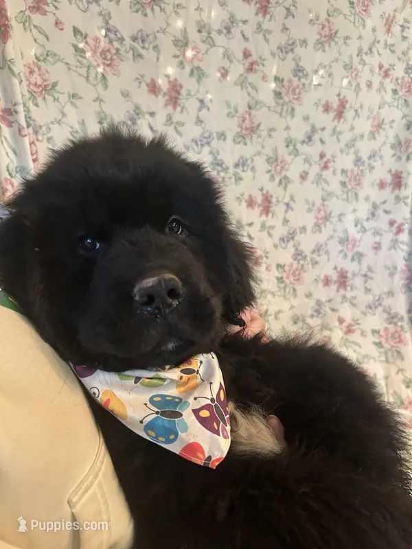 Monarch – Newfoundland puppy for sale in Shermans Dale, PA