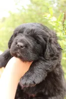 Monarch, a female Newfoundland for sale in Shermans Dale, PA – 4 of 4