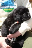FireFly, a male Newfoundland for sale in Shermans Dale, PA – 2 of 4