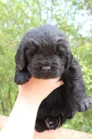 Mantis, a male Newfoundland for sale in Shermans Dale, PA – 5 of 5