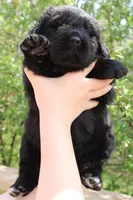 Katydid, a female Newfoundland for sale in Shermans Dale, PA – 4 of 5