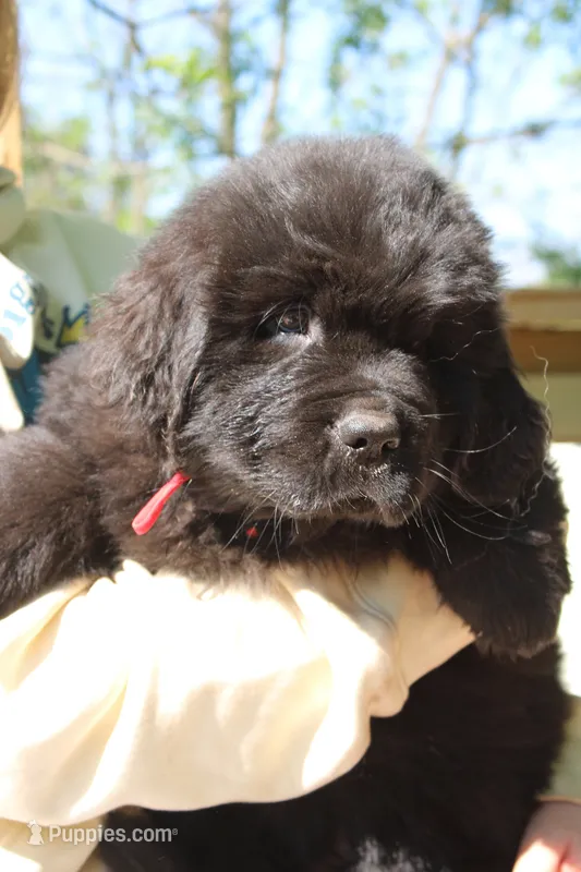 LadyBug – Newfoundland puppy for sale in Shermans Dale, PA