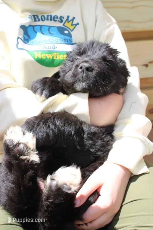 Moth – Newfoundland puppy for sale in Shermans Dale, PA