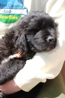 FireFly, a male Newfoundland for sale in Shermans Dale, PA – 1 of 4