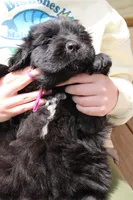 Katydid, a female Newfoundland for sale in Shermans Dale, PA – 3 of 5