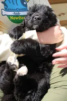 Moth, a female Newfoundland for sale in Shermans Dale, PA – 2 of 6