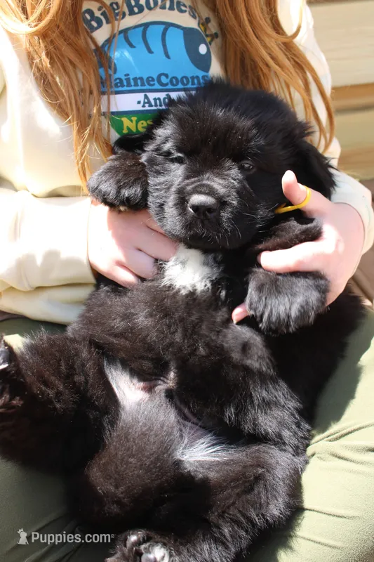 BumbleBee – Newfoundland puppy for sale in Shermans Dale, PA