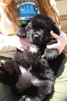 BumbleBee, a male Newfoundland for sale in Shermans Dale, PA – 1 of 3