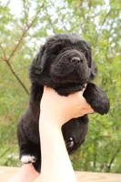 LadyBug, a female Newfoundland for sale in Shermans Dale, PA – 6 of 6