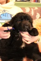 Monarch, a female Newfoundland for sale in Shermans Dale, PA – 2 of 4