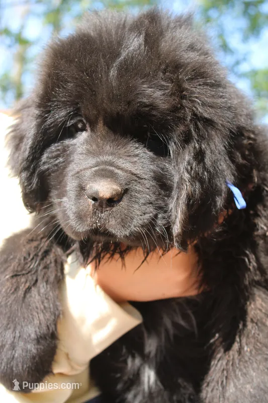 Monarch – Newfoundland puppy for sale in Shermans Dale, PA