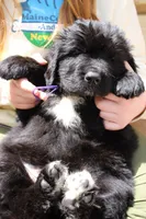 Roly Poly, a male Newfoundland for sale in Shermans Dale, PA – 3 of 3