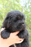 Cricket, a female Newfoundland for sale in Shermans Dale, PA – 2 of 2