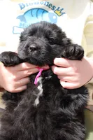 Katydid, a female Newfoundland for sale in Shermans Dale, PA – 2 of 5