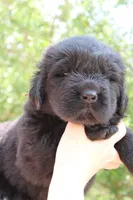Katydid, a female Newfoundland for sale in Shermans Dale, PA – 5 of 5