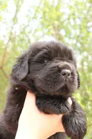 BumbleBee, a male Newfoundland for sale in Shermans Dale, PA – 2 of 3