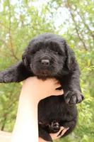 FireFly, a male Newfoundland for sale in Shermans Dale, PA – 3 of 4