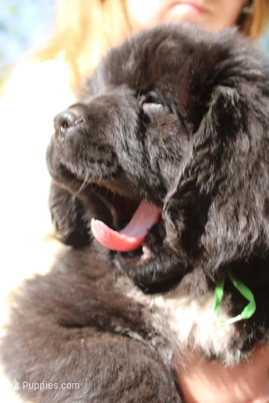 Cricket – Newfoundland puppy for sale in Shermans Dale, PA
