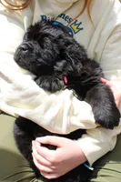 LadyBug, a female Newfoundland for sale in Shermans Dale, PA – 3 of 6