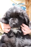 Skeeter, a male Newfoundland for sale in Shermans Dale, PA – 2 of 4