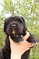 Moth, a female Newfoundland for sale in Shermans Dale, PA – 5 of 6