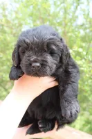 Mantis, a male Newfoundland for sale in Shermans Dale, PA – 4 of 5
