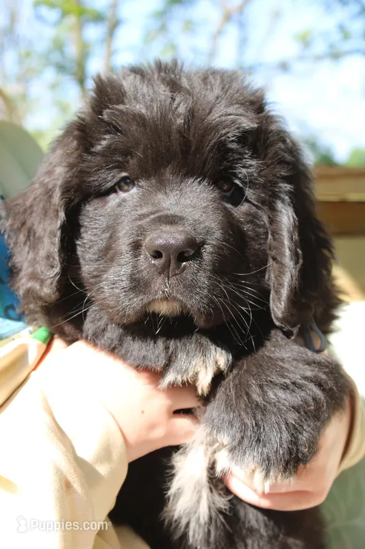 Moth – Newfoundland puppy for sale in Shermans Dale, PA