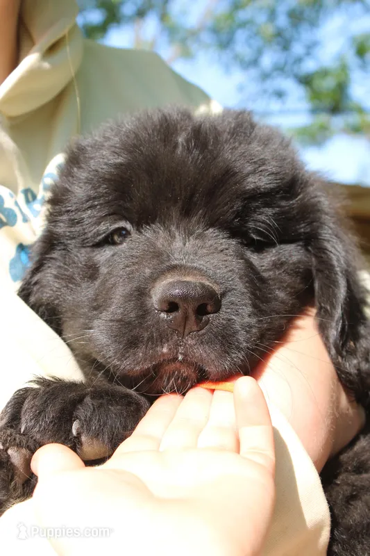 FireFly – Newfoundland puppy for sale in Shermans Dale, PA